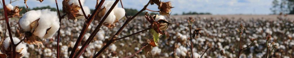 Cotton USA