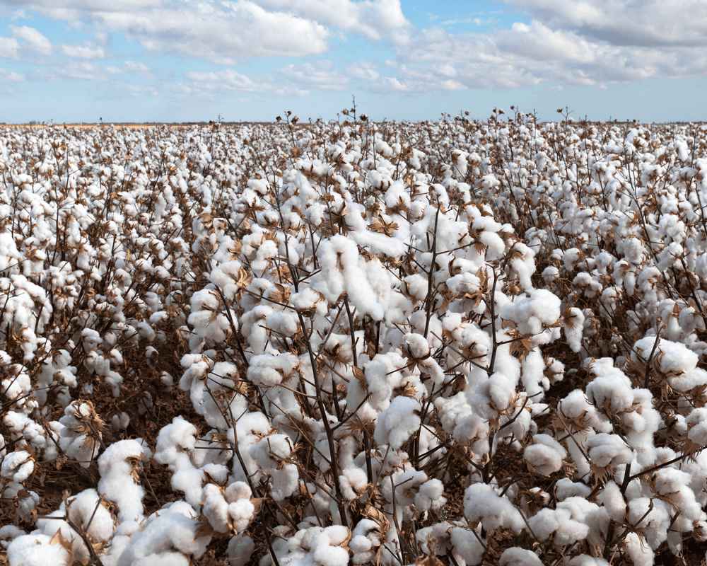 棉花 2 gildan american us cotton