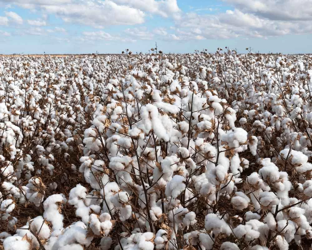 棉花 2 gildan american us cotton
