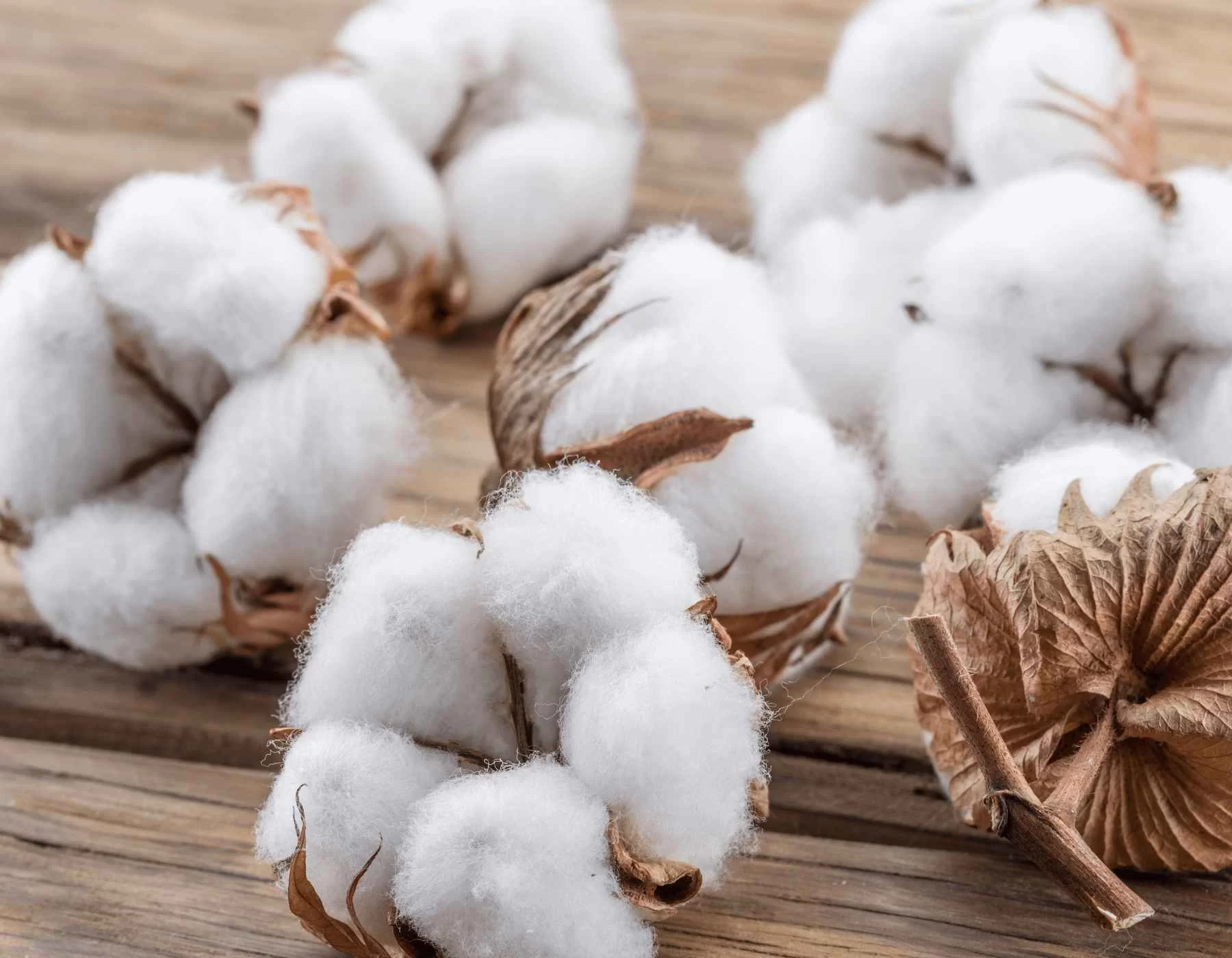 棉花 1 美國棉花最大的國內消費者之一